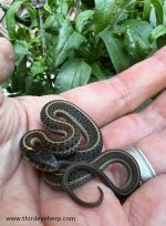 Coast Garter Snake_2730 (1).jpg