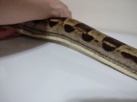 Snake body 1.jpg