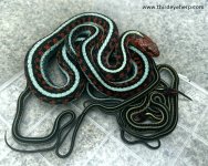 California Red-sided Garter Snake_1798.jpg