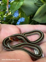 California Red-sided Garter Snake_1812.jpg