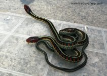 California Red-sided Garter Snake_1801.jpg