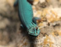 geckomale6.192.jpg