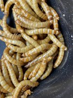 MEALWORMS.jpg