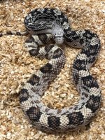northpine23female1.jpg