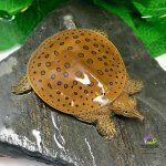spiny-softshell-turtle.jpg