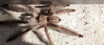 Pcam 3.jpg