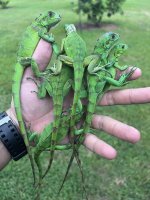 saba iguana sale 1.jpg