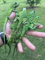 saba iguana sale 2.jpg