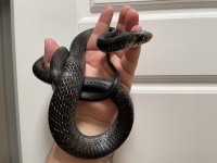 Yearling orizaba.jpg
