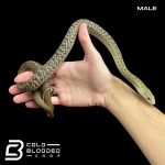 Male chinese (3).png