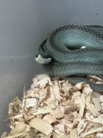 barons blue female 2.jpg