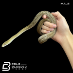Male chinese (4).png