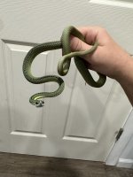 barons green female.jpg