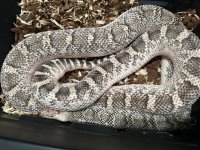 female ws bullsnake.jpg