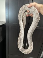male ws ax bullsnake.jpg