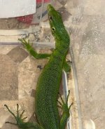 JayapuraFemale3.jpg