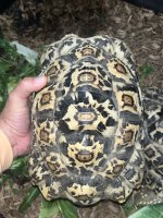 leopard tortoise.jpg
