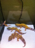 IMG_2557.jpg