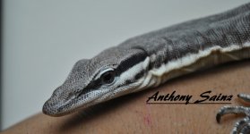DSC_2632.jpg