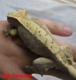 GB-Female.Pic1.JPG