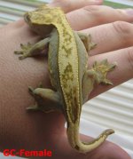 GC-Female.Pic2.JPG