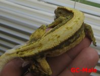 GC-Male.Pic5.JPG