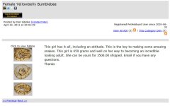 bee screencap copy.jpg