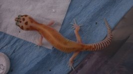 males 005.jpg