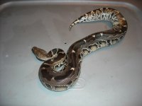 resize female 1 5211.JPG