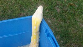 snake2.jpg