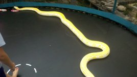 snake3.jpg