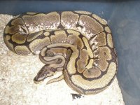 2009 Female Spider 66% pos double het Citrus and Orange Ghost.JPG