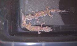 albino snows.jpg