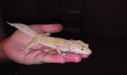 Albino.jpg