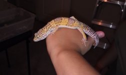 banded albino.jpg