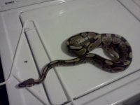 snakes leos and babies 098.jpg