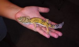 het albino.jpg