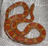 female  9B sunkissed.jpg