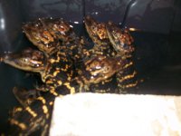100_3947.jpg