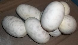 seven eggs- cinny x norm.jpg
