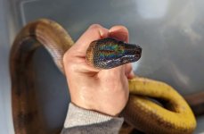 Ringed python head.jpg