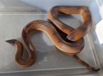 Ringed python.jpg