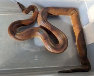Ringed python 2.jpg