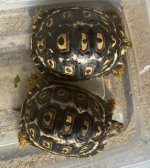 twins 2.jpg