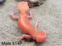 Patternless Albino Male #51423 - Copy.jpg
