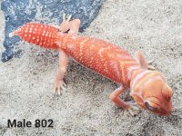 Male #802, 10g pic-2.jpg