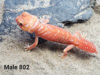Male #802, 10g.jpg
