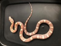 GCR23f2lavcorn.jpg