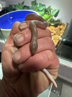 rubber male.jpg