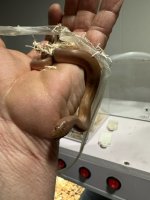 Rubber female.jpg